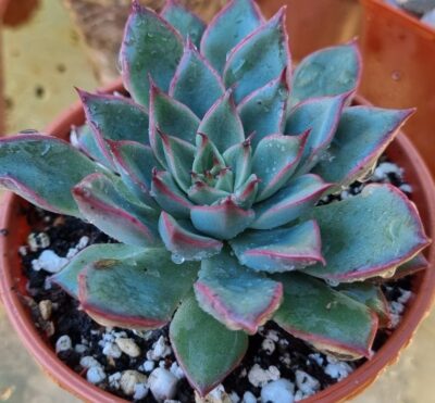 Echeveria "SAGITA"