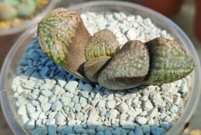 HAWORTHIA SPLENDENS "TAJ MAHAL"