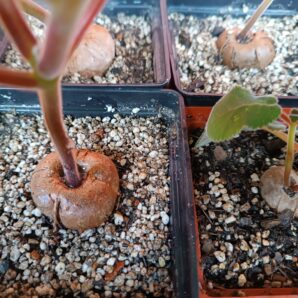 sinningia iarae