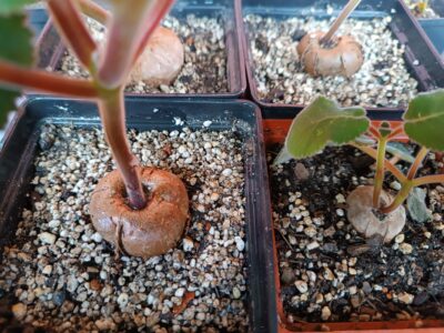 sinningia iarae