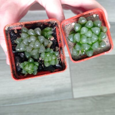 Haworthia cooperi var. dielsiana - Зображення 4
