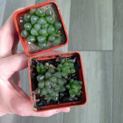 Haworthia cooperi var. dielsiana - Зображення 3
