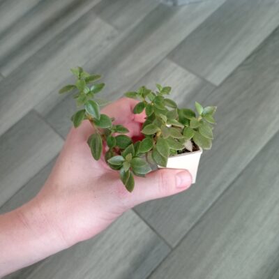 Крассула Фолькенса Сrassula volkensii