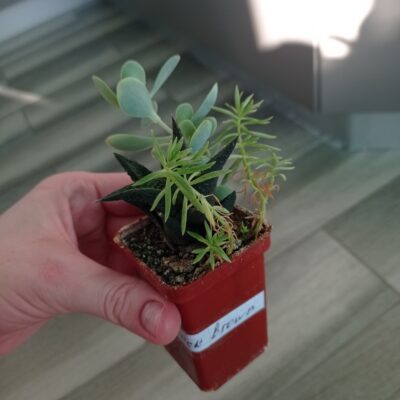 Kalanchoe alticola - Зображення 6