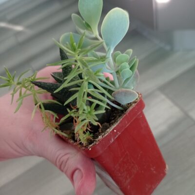 Kalanchoe alticola - Зображення 5
