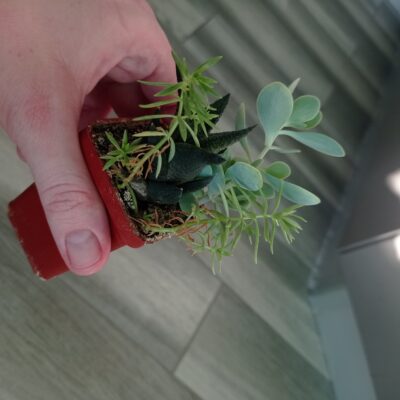 Kalanchoe alticola - Зображення 4