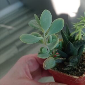 Kalanchoe alticola