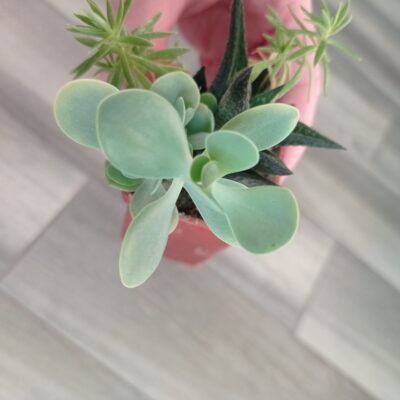 Kalanchoe alticola - Зображення 2