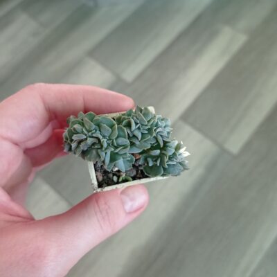 Echeveria кристатная - Зображення 4