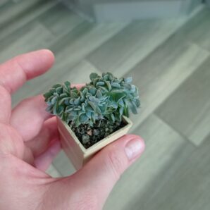 Echeveria кристатная