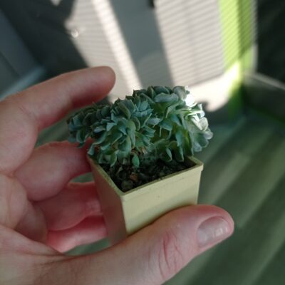 Echeveria кристатная - Зображення 3