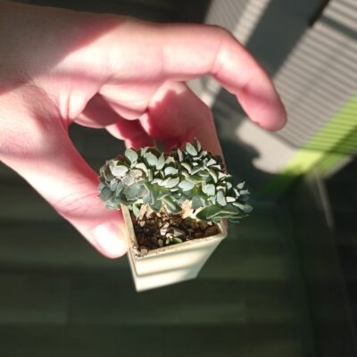 Echeveria кристатная - Зображення 2