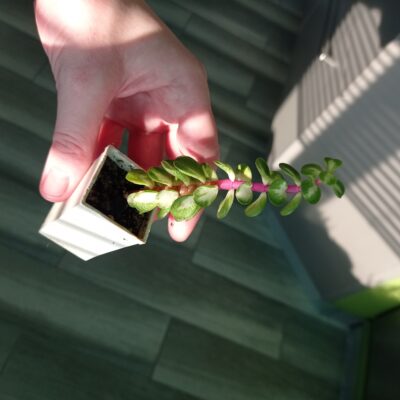Portulacaria afra вариегатная - Зображення 3