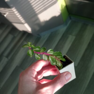 Portulacaria afra вариегатная - Зображення 2