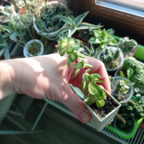 Portulacaria afra вариегатная