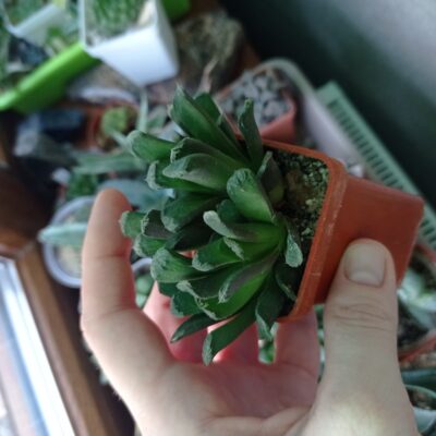Хавортия трунката гибридная, Haworthia truncata, весь кустик - Зображення 2