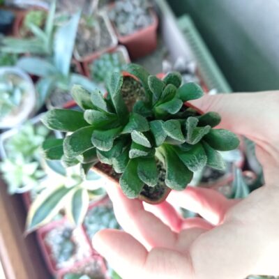 Хавортия трунката гибридная, Haworthia truncata, весь кустик - Зображення 3