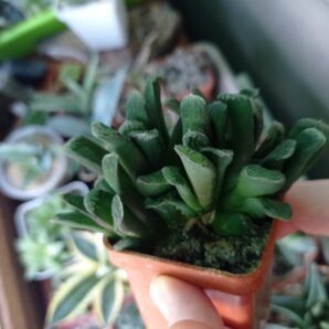 Хавортия трунката гибридная, Haworthia truncata, весь кустик