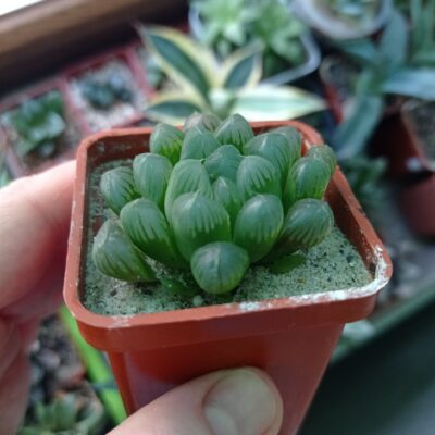 Haworthia cooperi var. dielsiana - Зображення 2