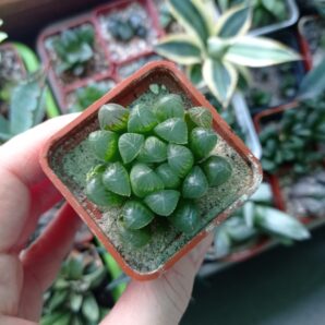 Haworthia cooperi var. dielsiana