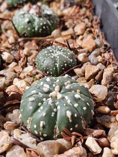 Astrophytum asterias Hanazono - Зображення 2