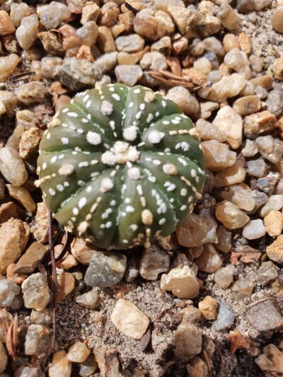 Astrophytum asterias