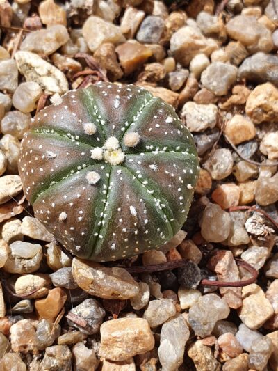 Astrophytum asterias - Зображення 2