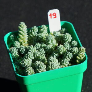 Sedum Dasyphyllum Major