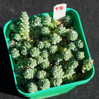 Sedum Dasyphyllum Major - Зображення 2