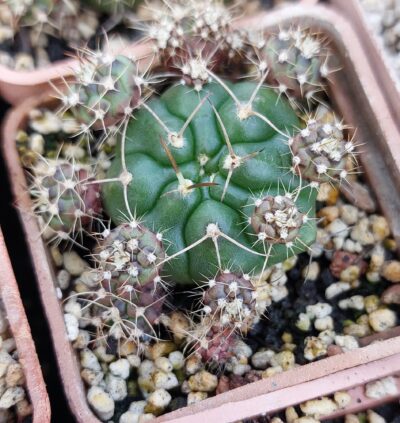 Gymnocalycium anisitsii v.tucavoense