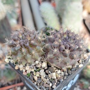 Neoporteria neohankeana | 61