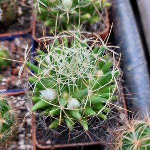 Dolichothele decipiens