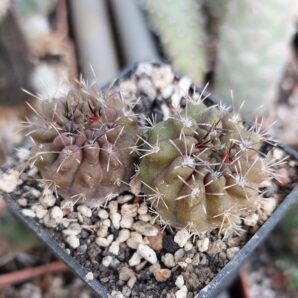 Neochilenia paucicostata var.viridis aff.greenepidermis