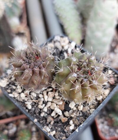 Neochilenia paucicostata var.viridis aff.greenepidermis
