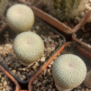 Epithelantha micromeris