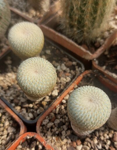 Epithelantha micromeris