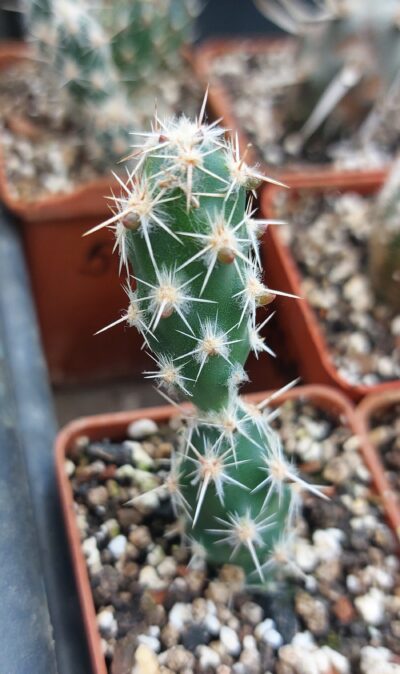 Opuntia bulbispina