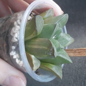 haworthia retusa variegata