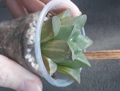 haworthia retusa variegata
