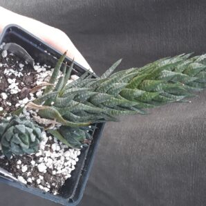 haworthia glauca var. herrei