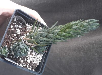 haworthia glauca var. herrei