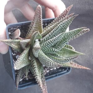 haworthia limifolia var striata Spider White