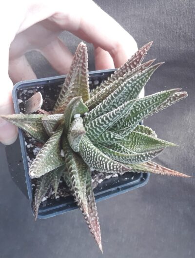 haworthia limifolia var striata Spider White