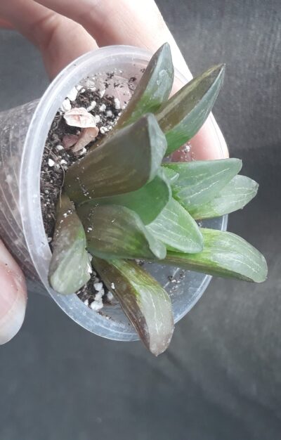 haworthia retusa variegata - Зображення 2