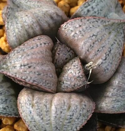 HAWORTHIA SPLENDENS "TAJ MAHAL" - Зображення 3