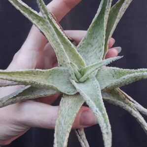 Aloe hybrid