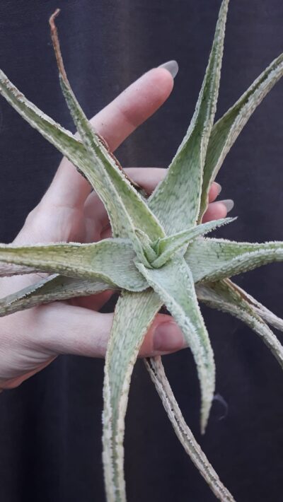 Aloe hybrid