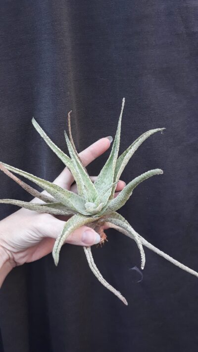Aloe hybrid - Зображення 2