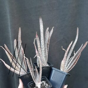 aloe vera