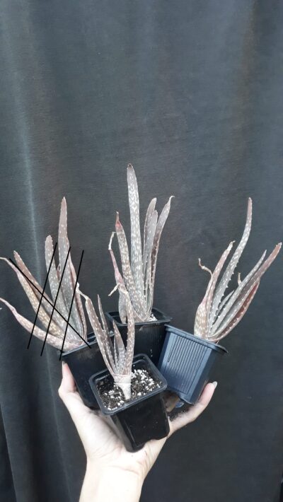 aloe vera